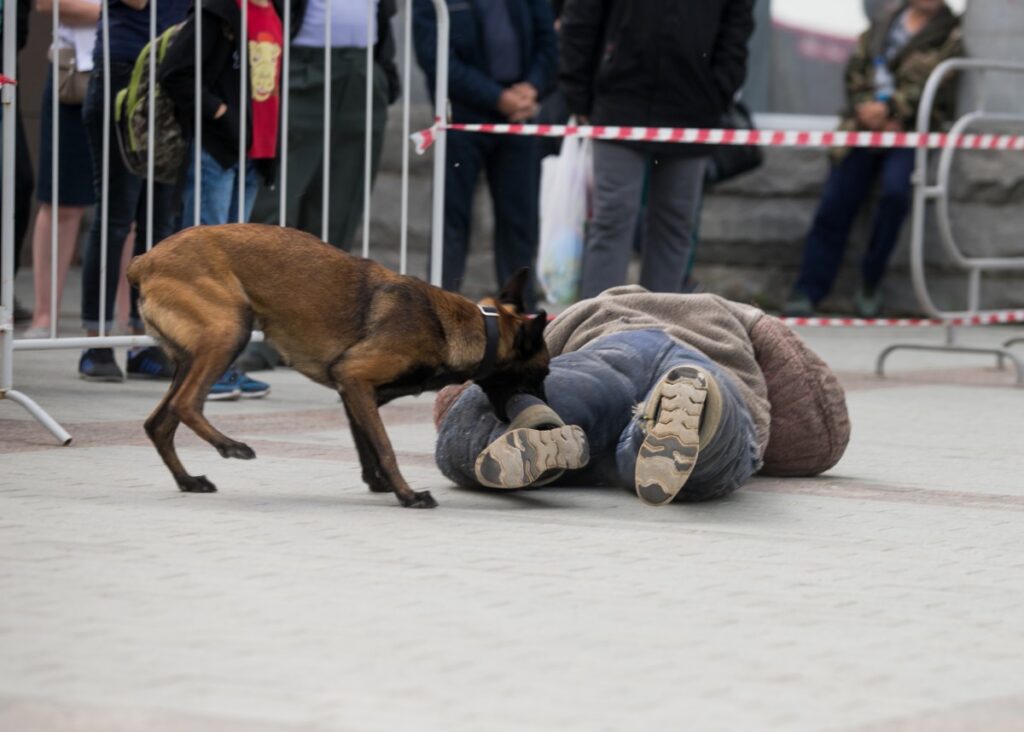 Dog bite liability